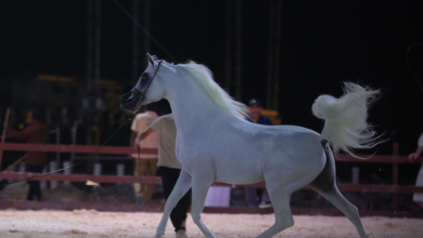 معرض "أصول الخيل": كنوز الفروسية في مكتبة المؤسس بالرياض