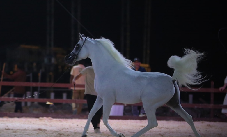 معرض "أصول الخيل": كنوز الفروسية في مكتبة المؤسس بالرياض