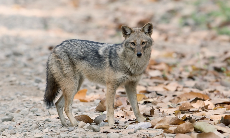 أول رصد لابن آوى الذهبي في الرياض بمحمية الملك عبدالعزيز