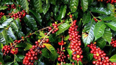 Saudi coffee: A cultural heritage and an economic engine within Vision 2030