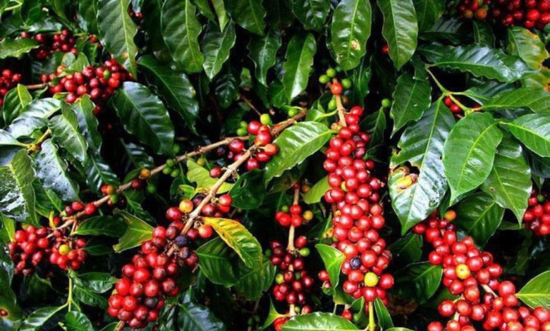 Saudi coffee: A cultural heritage and an economic engine within Vision 2030