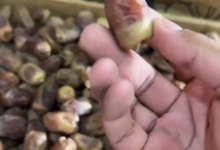 دليل فحص التمور لرمضان: نصائح وزارة البيئة لضمان سلامة غذائك