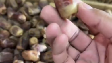 دليل فحص التمور لرمضان: نصائح وزارة البيئة لضمان سلامة غذائك