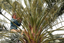 تمور القصيم: تنوع غذائي يعزز ريادة السعودية عالميًا