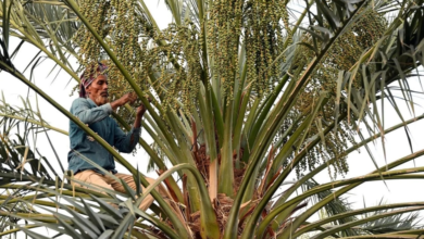 Qassim Dates: A Food Diversity that Enhances Saudi Arabia's Global Leadership