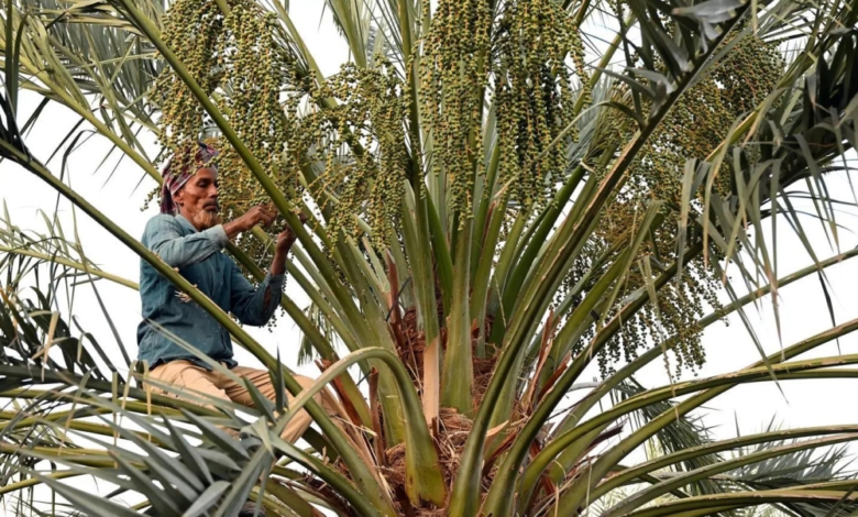 تمور القصيم: تنوع غذائي يعزز ريادة السعودية عالميًا