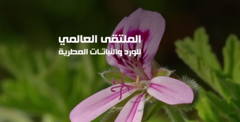 80 فعالية.. 4 أهداف للملتقى العالمي للورد والنباتات العطرية في الطائف